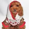 tinypoodlepack